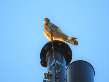 2020年3月12日(木) 大沼親水公園の野鳥観察記録