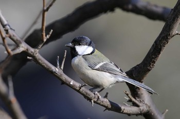 シジュウカラ 東京大学附属植物園 2016年2月21日(日)