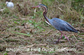 ムラサキサギ 石垣島 2020年3月12日(木)