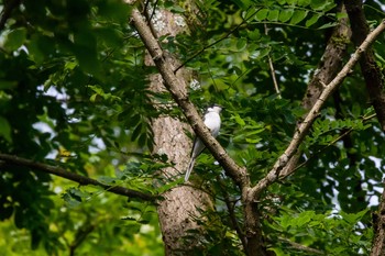 サンショウクイ 早戸川林道 2015年6月7日(日)