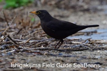 Chinese Blackbird Ishigaki Island Thu, 3/12/2020