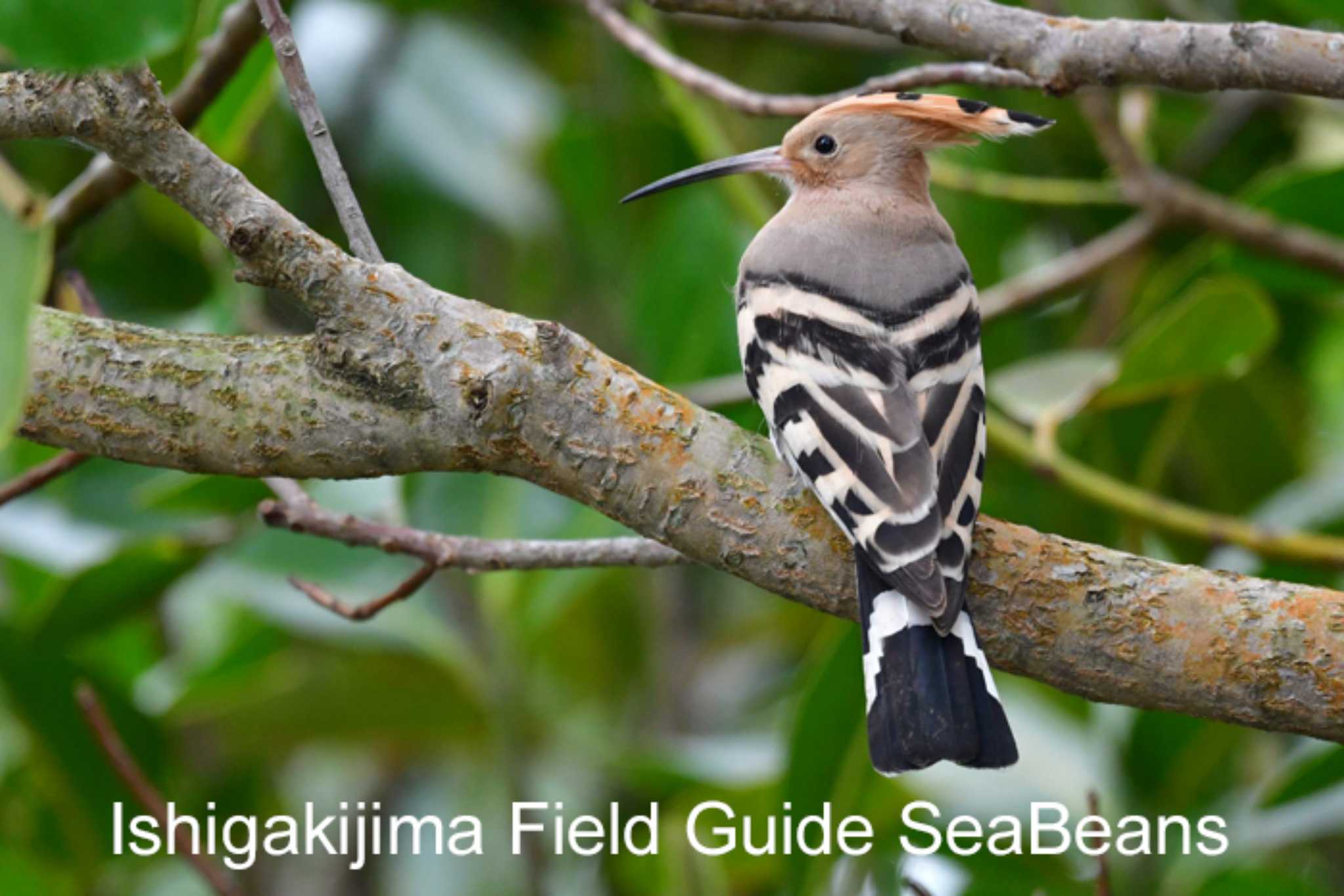 Eurasian Hoopoe