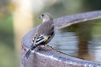 Oriental Greenfinch(kawarahiba) 権現山(弘法山公園) Mon, 12/2/2013