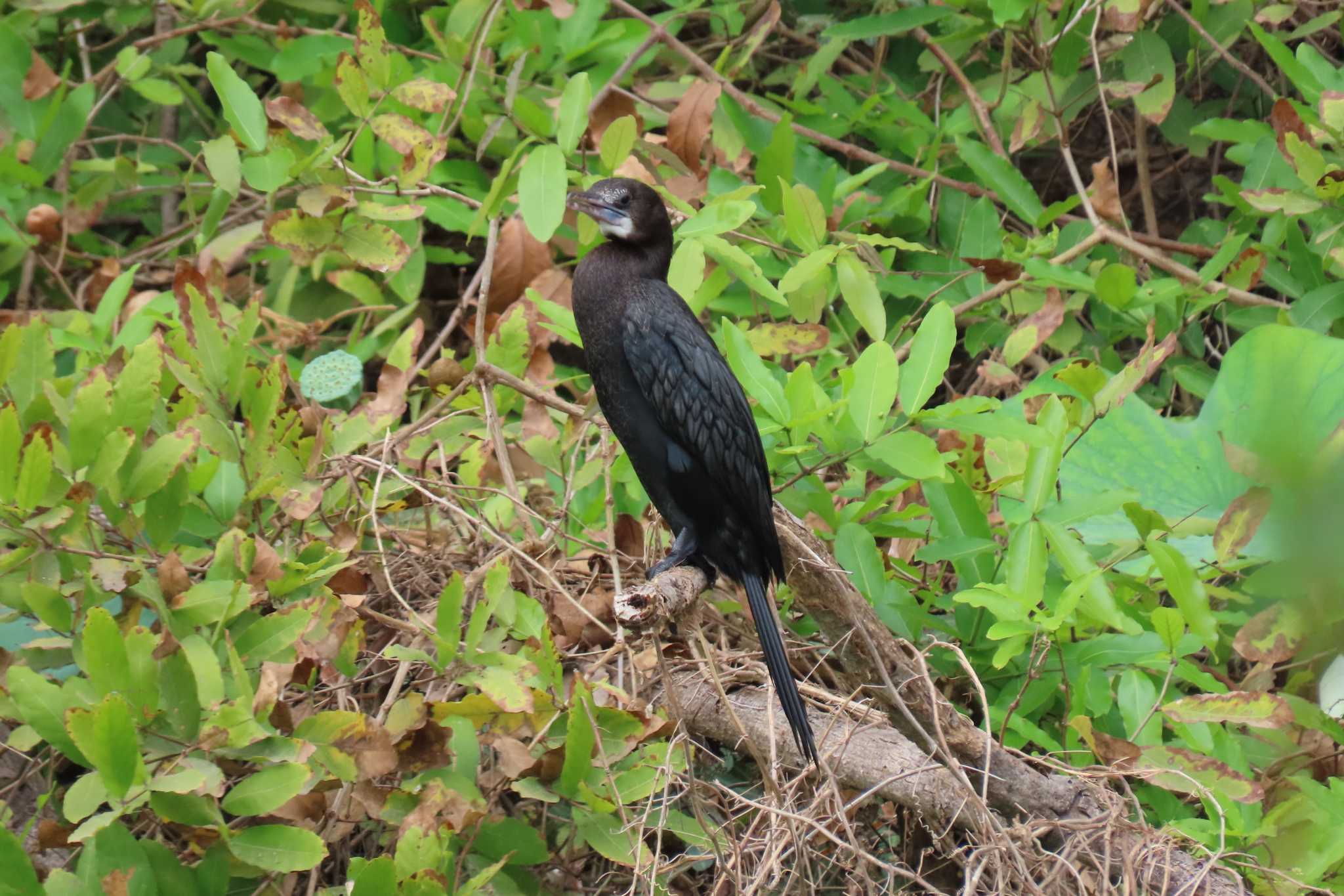 タイ　アユタヤ アジアコビトウの写真 by span265