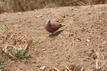 Red Collared Dove タイ　アユタヤ Sat, 3/7/2020