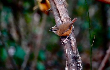 Abbott's Babbler タイ中部 Sun, 2/9/2020