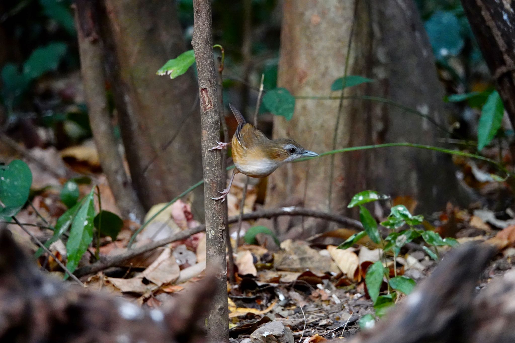 タイ中部 ハシブトムジチメドリの写真 by のどか