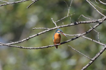 カワセミ 荒川大麻生公園 2020年3月11日(水)