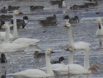 オオハクチョウ 舞鶴遊水地 2020年3月12日(木)