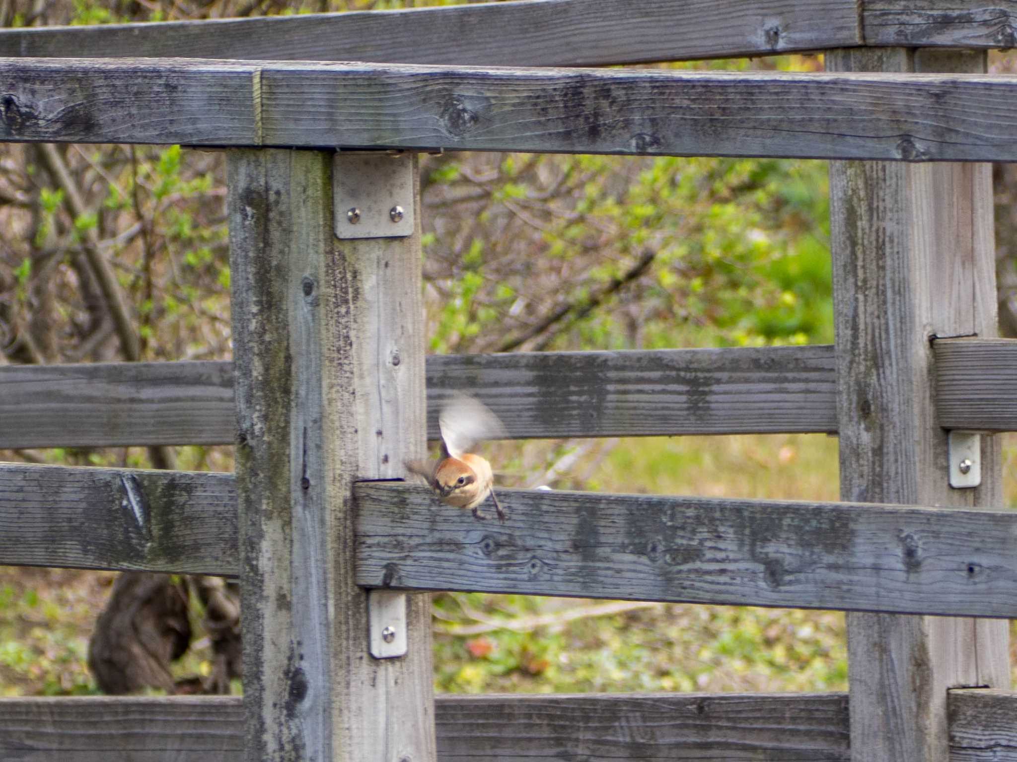 Bull-headed Shrike