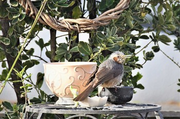 Brown-eared Bulbul Unknown Spots Fri, 3/13/2020