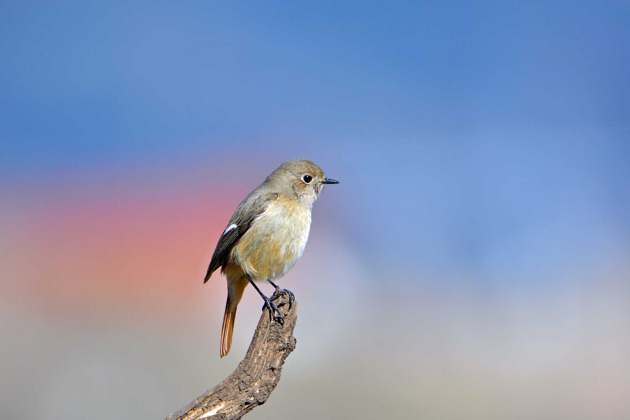 Photo of Daurian Redstart at 浮島ヶ原自然公園 by こつめ