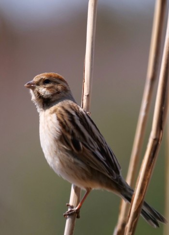 Common Reed Bunting Unknown Spots Unknown Date