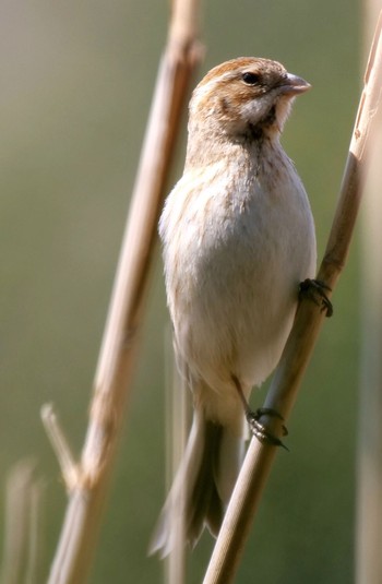 Common Reed Bunting Unknown Spots Unknown Date