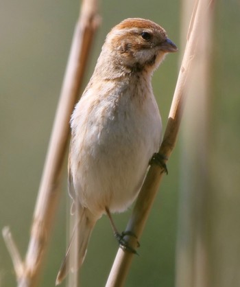 Common Reed Bunting Unknown Spots Unknown Date