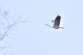 2020年3月12日(木) 北本自然観察公園の野鳥観察記録