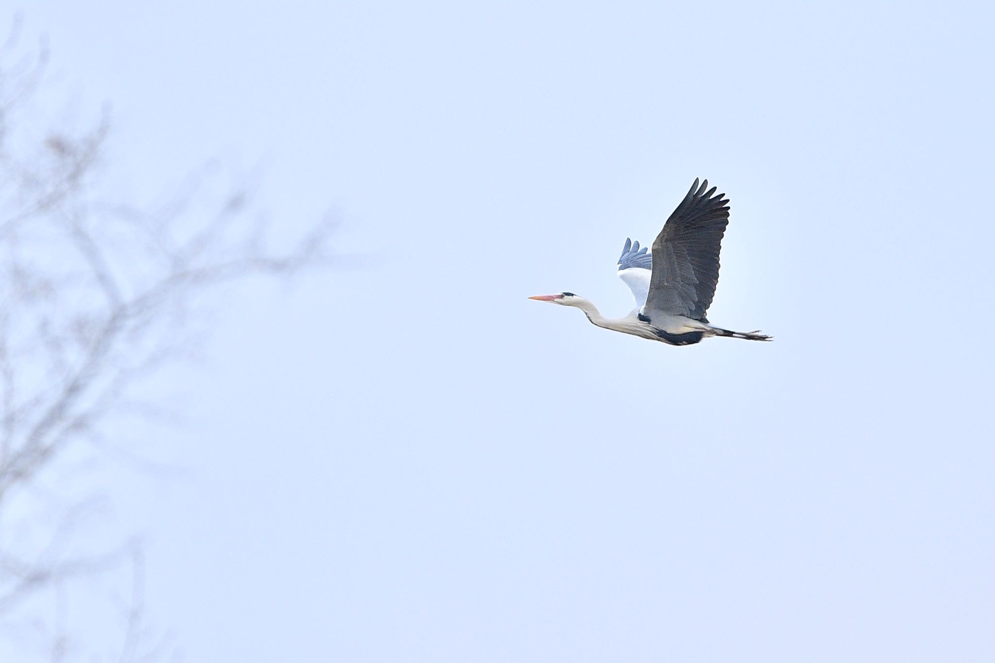 Photo of Grey Heron at Kitamoto Nature Observation Park by 野鳥初心者