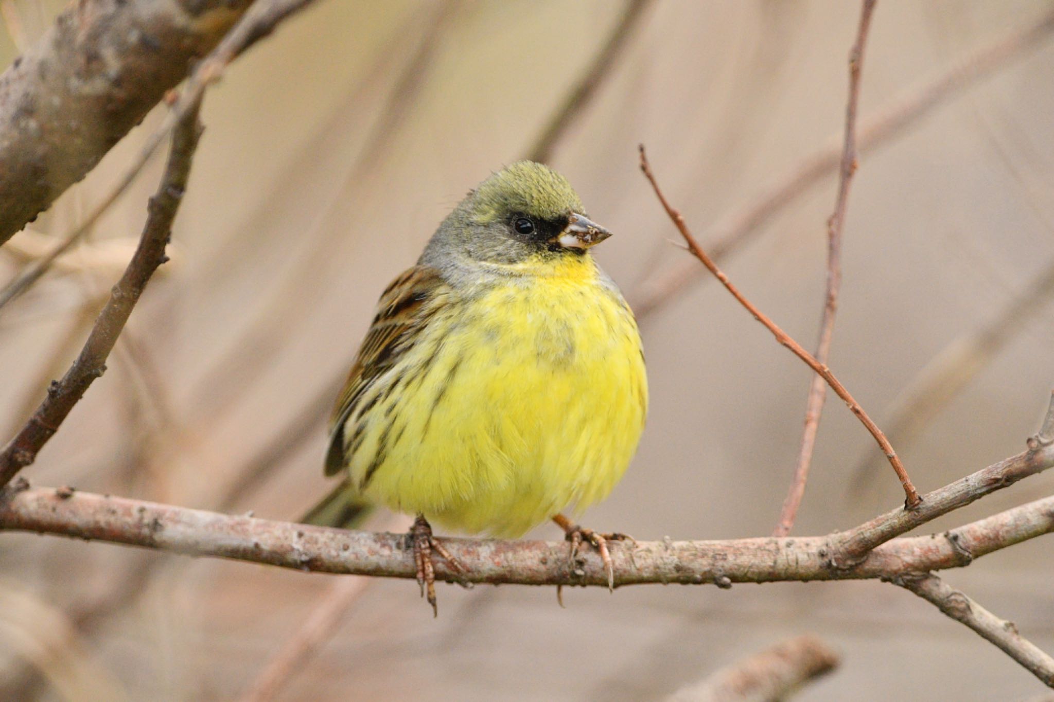 Photo of Masked Bunting at Kitamoto Nature Observation Park by 野鳥初心者