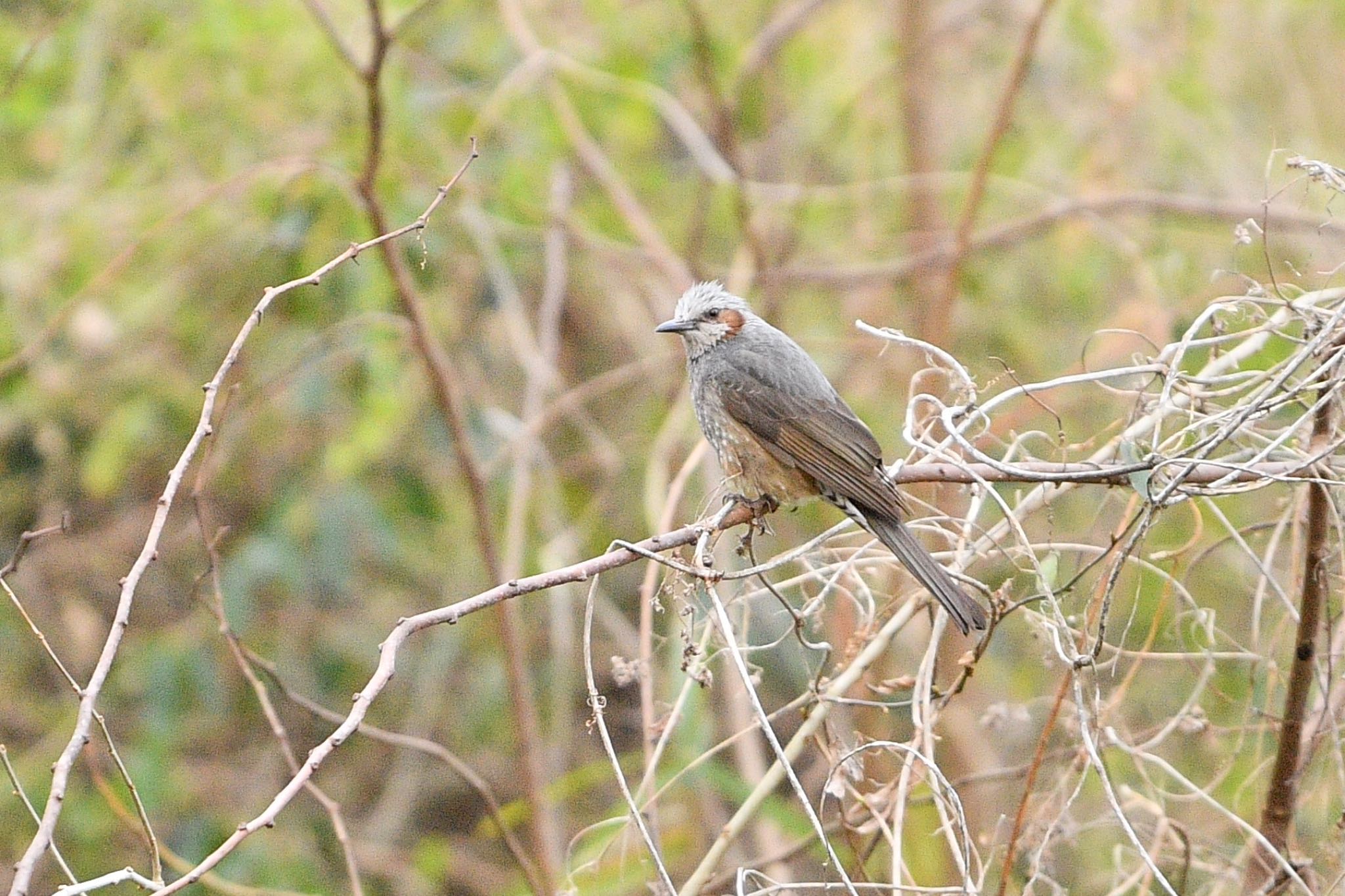 Photo of Brown-eared Bulbul at Kitamoto Nature Observation Park by 野鳥初心者