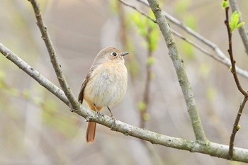 Unknown Species Kitamoto Nature Observation Park Thu, 3/12/2020