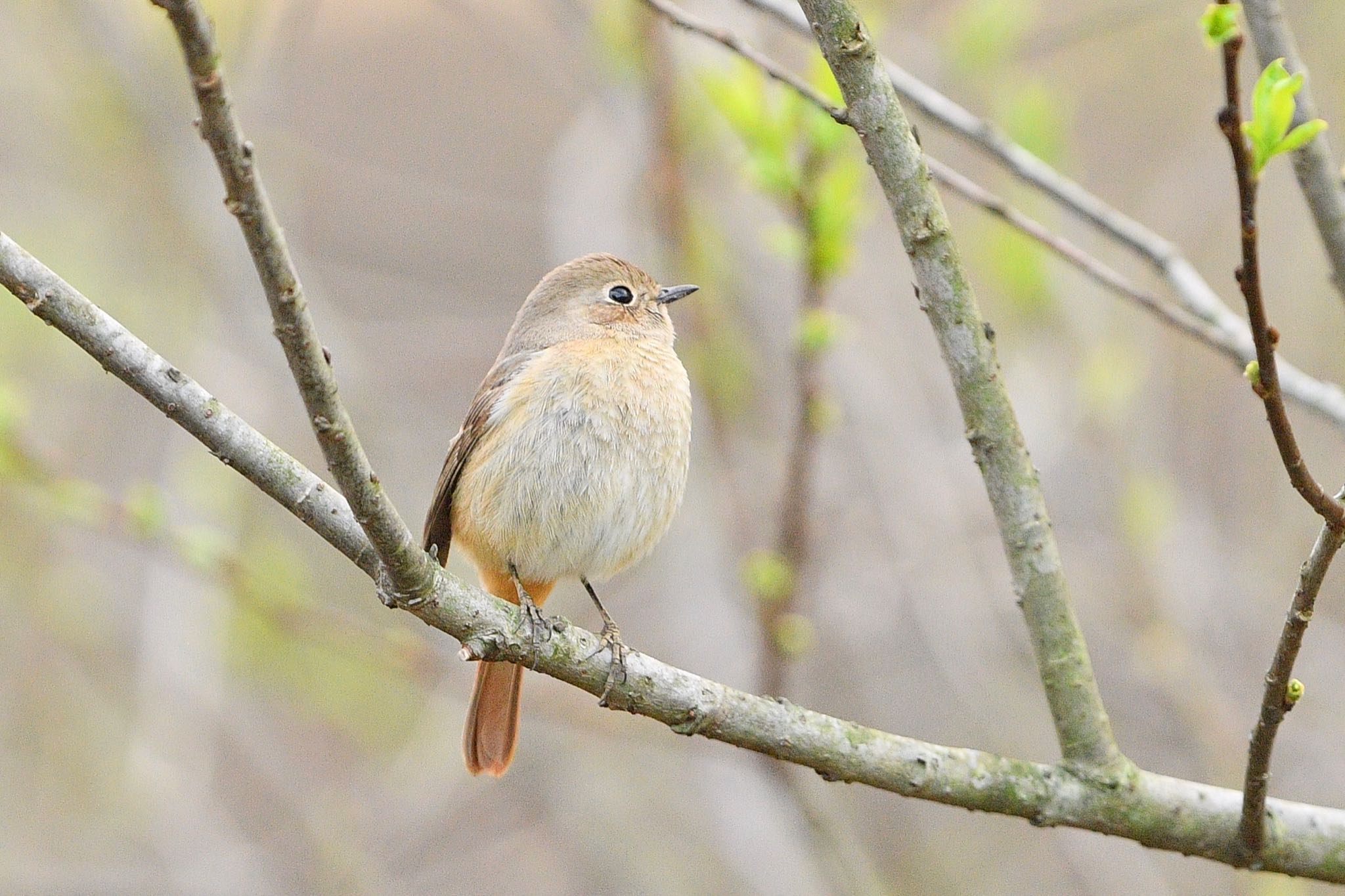 Untitled Photo by 野鳥初心者