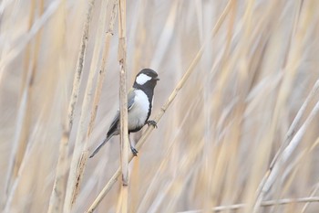 未同定 北本自然観察公園 2020年3月12日(木)