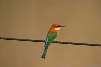 Chestnut-headed Bee-eater タイ　ピチット(タイ北部） Mon, 3/9/2020