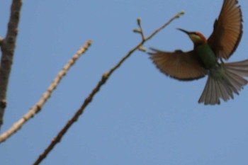 Chestnut-headed Bee-eater タイ　ペチャブーン Tue, 3/10/2020