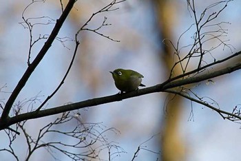 メジロ 明治神宮 2016年2月16日(火)