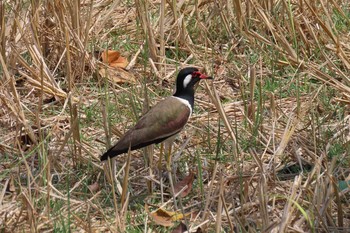 Red-wattled Lapwing Unknown Spots Wed, 3/11/2020