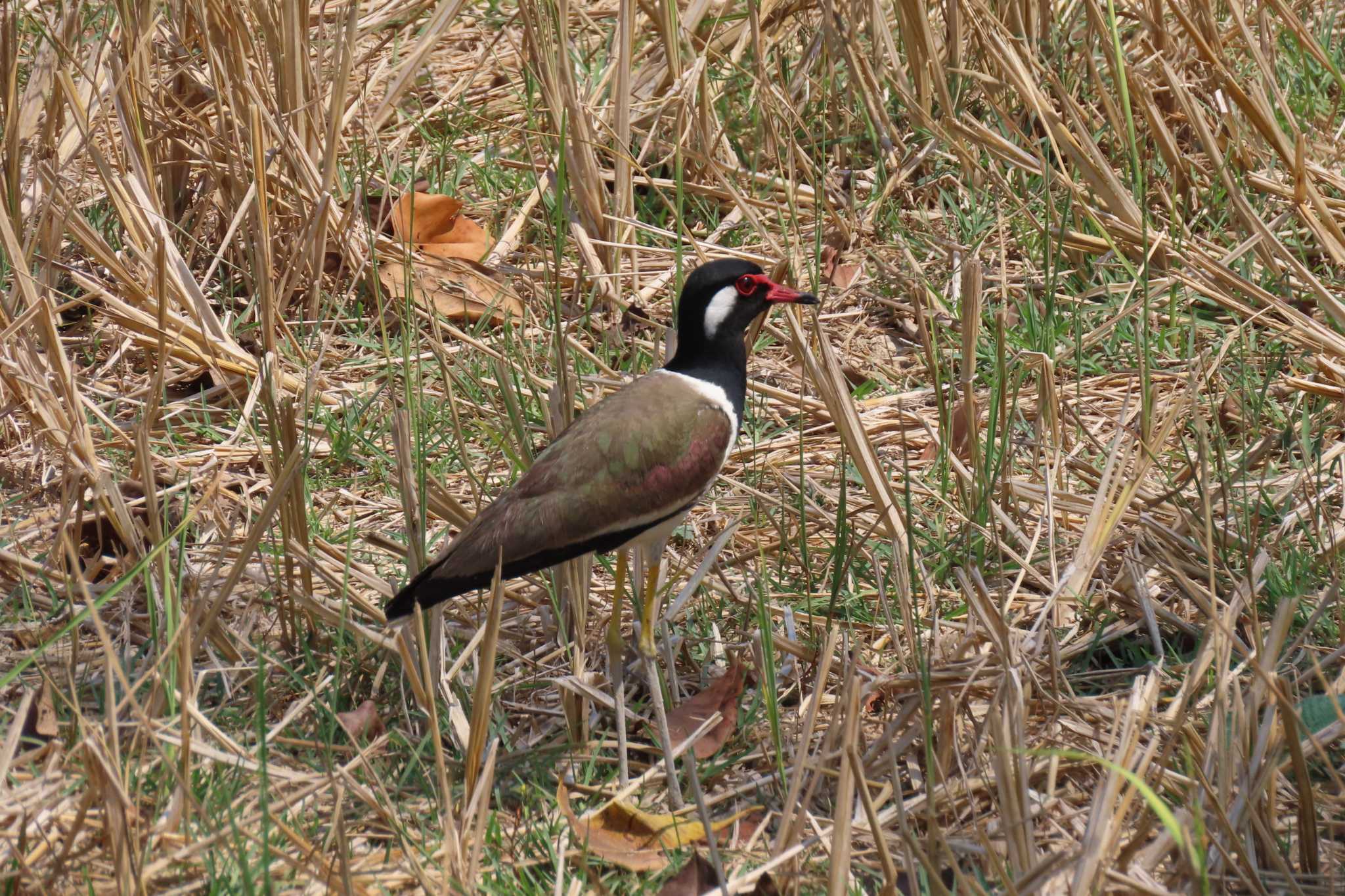 Photo of Red-wattled Lapwing at  by span265