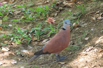 Red Collared Dove タイ東部　ナコンナヨック Wed, 3/11/2020