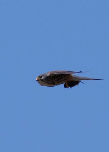 Common Kestrel Unknown Spots Unknown Date