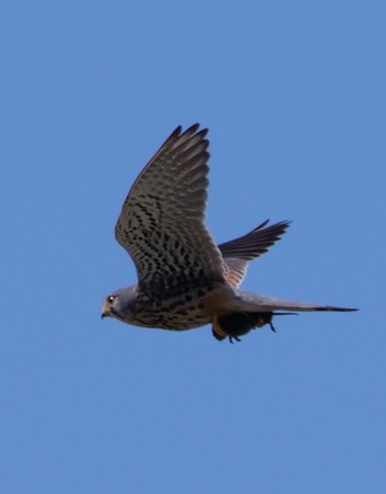 Common Kestrel Unknown Spots Unknown Date