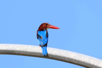 White-throated Kingfisher Langkawi Island(General Area) Sun, 3/8/2020