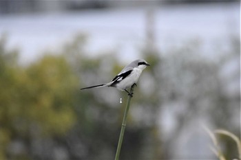 オオカラモズ 見沼たんぼ 2020年3月8日(日)