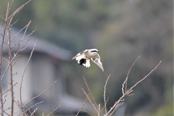 Chinese Grey Shrike Minuma Rice Field Mon, 3/9/2020