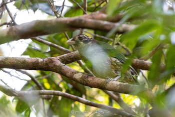 Spotted Catbird