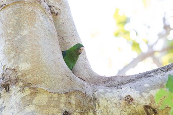 Azure-rumped Parrot