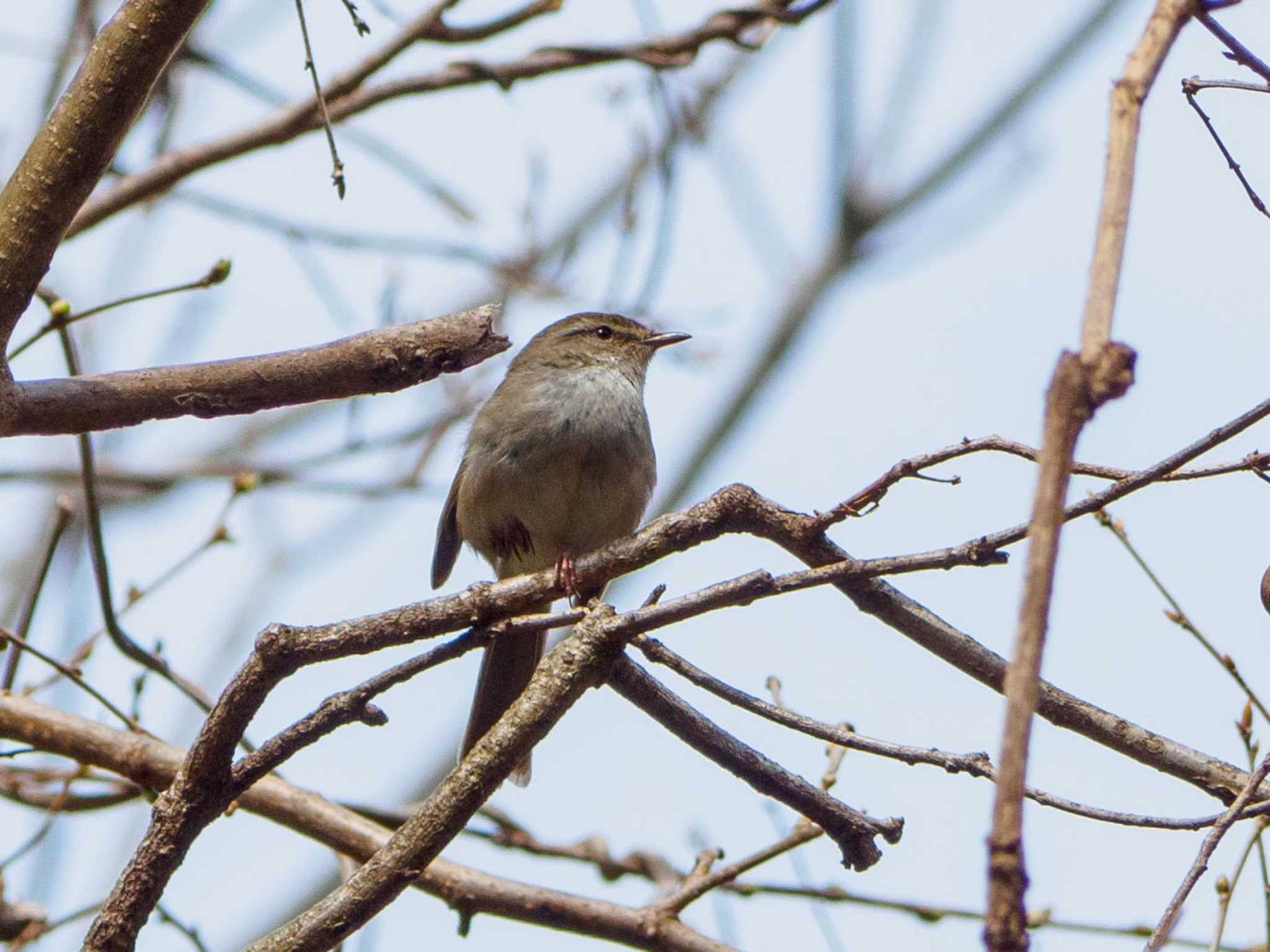 Japanese Bush Warbler