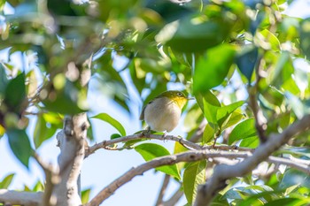 メジロ 神代植物公園 2020年2月2日(日)