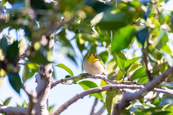 メジロ 神代植物公園 2020年2月2日(日)