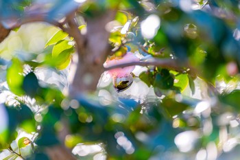 メジロ 神代植物公園 2020年2月2日(日)