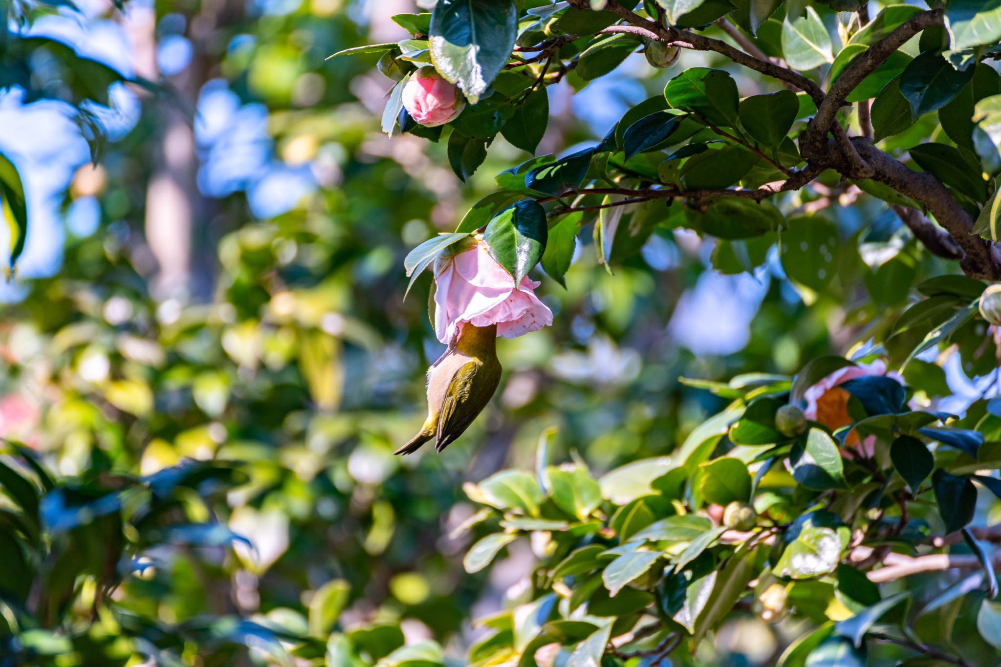 神代植物公園 メジロの写真 by moka127 