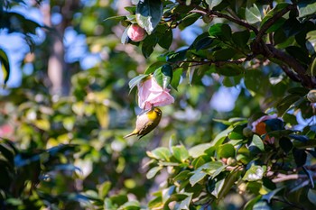 メジロ 神代植物公園 2020年2月2日(日)