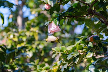 Warbling White-eye 神代植物公園 Sun, 2/2/2020