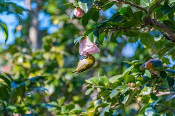 Warbling White-eye 神代植物公園 Sun, 2/2/2020