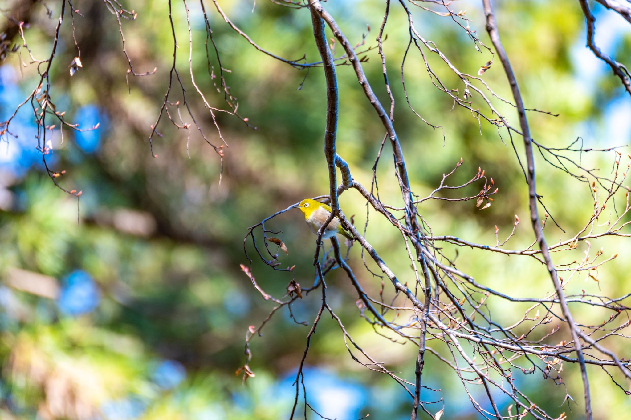 神代植物公園 メジロの写真 by moka127 