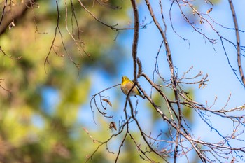 メジロ 神代植物公園 2020年2月2日(日)