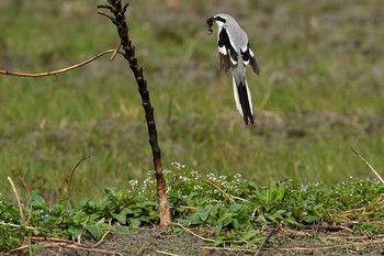 Chinese Grey Shrike Unknown Spots Fri, 3/13/2020